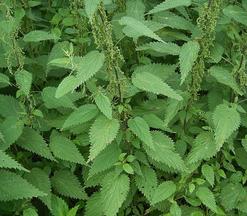 Stånd med nässlor Urtica